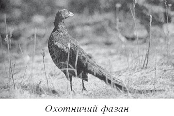 Разведение домашней птицы на ферме и приусадебном участке