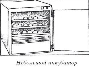 Разведение домашней птицы на ферме и приусадебном участке