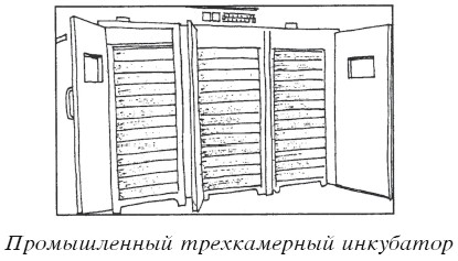 Разведение домашней птицы на ферме и приусадебном участке