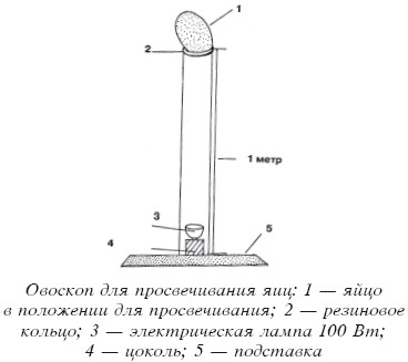 Разведение домашней птицы на ферме и приусадебном участке