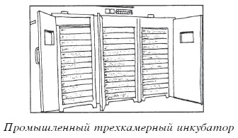 Разведение домашней птицы на ферме и приусадебном участке