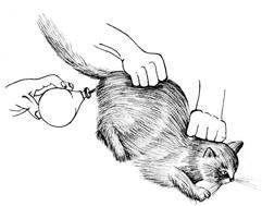 ожирение котенка