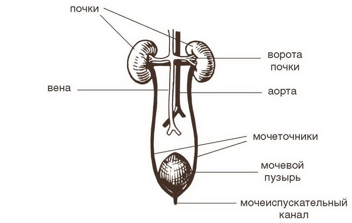 Болезни почек и мочевого пузыря