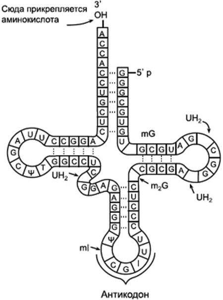 Рисунок молекулы рнк. Структура ТРНК схема. Схема строения т РНК. Строение ТРНК схема. Схема строения молекулы ТРНК.